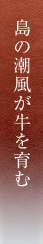 島の潮風が牛を育む